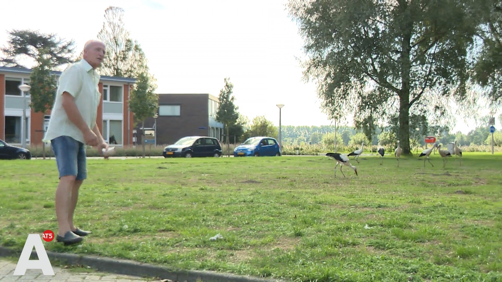 Willem krijgt dagelijks bezoek van twaalf ooievaars in Geuzenveld: 'Het zijn hele trouwe dieren'