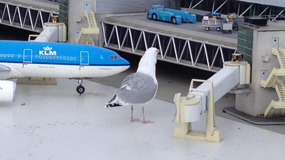 Schiphol heeft nog geen last van storm - AT5