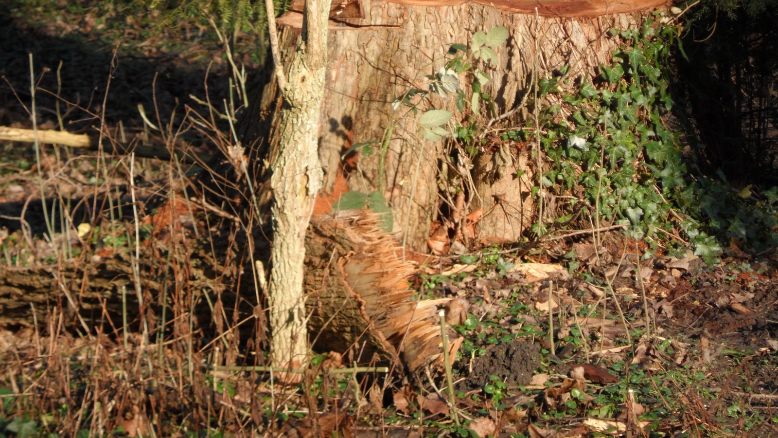Ongeschilde iepenstammen en ongeschild iepenhout in Het Vliegenbos. Verboden volgens de APV en de bomenverordening Noord.