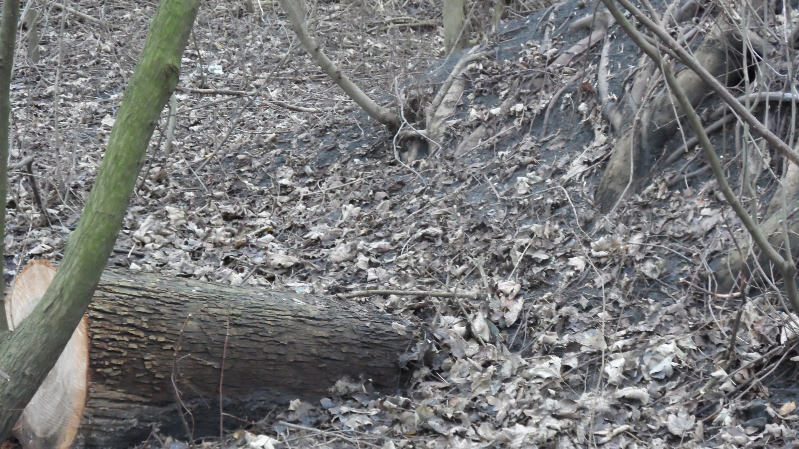 Ongeschilde iepenstammen en ongeschild iepenhout in Het Vliegenbos. Verboden volgens de APV en de bomenverordening Noord.