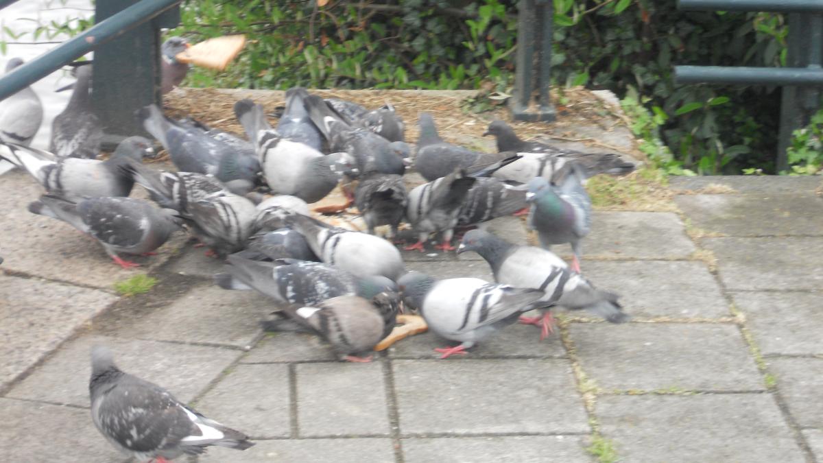 'Bestrijdingsbedrijf vangt duiven volgens de regels' - AT5