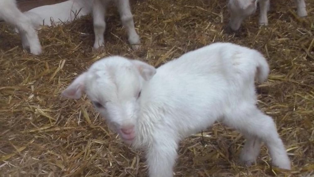 Paasverhaal luisteren en struisvogelei beschilderen: dit kun je doen dit paasweekend