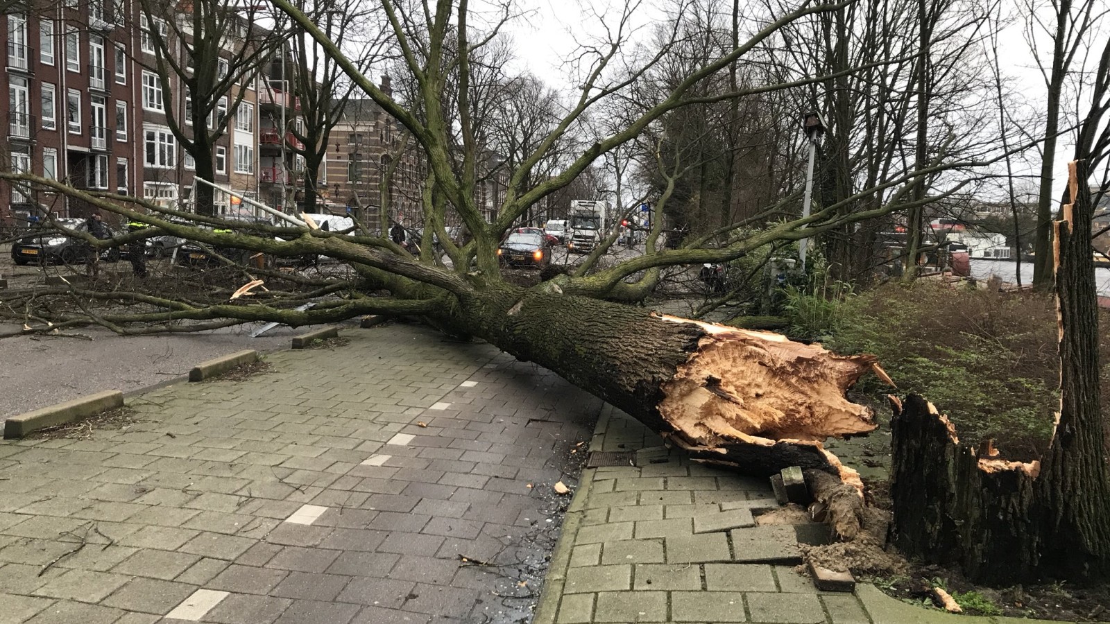 Omgevallen boom Oostenburgergracht