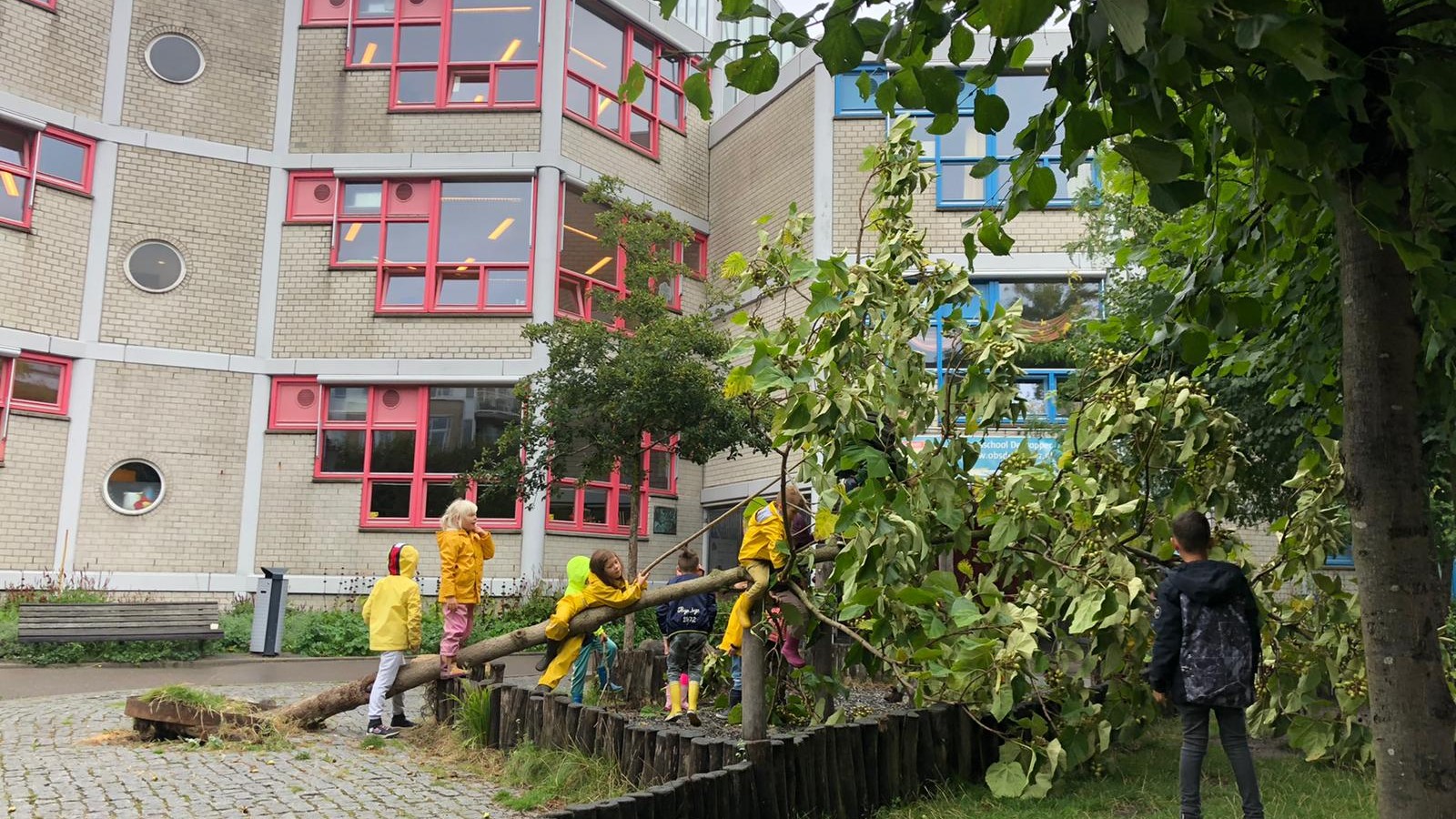 Omgewaaide boom bij Dapperschool in Oost