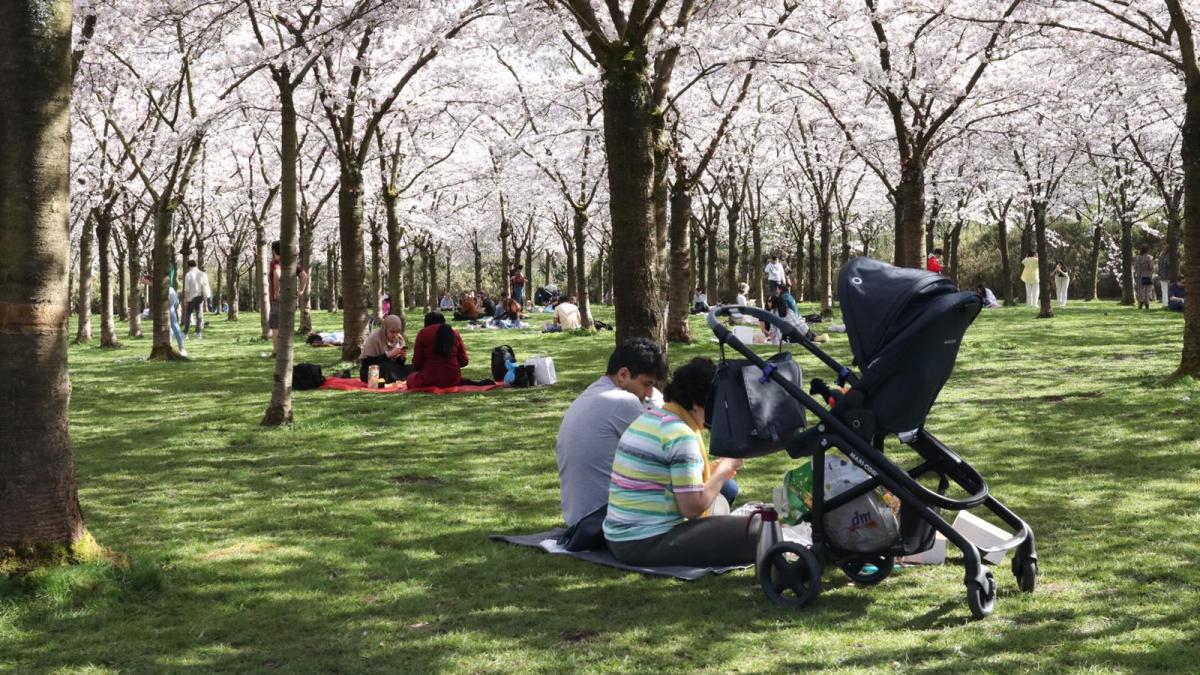 Sierkersen in Bloesempark worden gekapt, gemeente gaat bomen vervangen