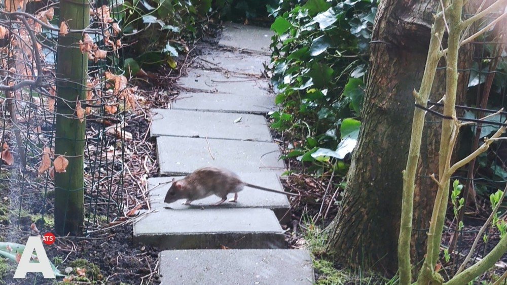 Ratten Steeds Groter Probleem In De Stad: "Ze Liepen Achter Mijn ...