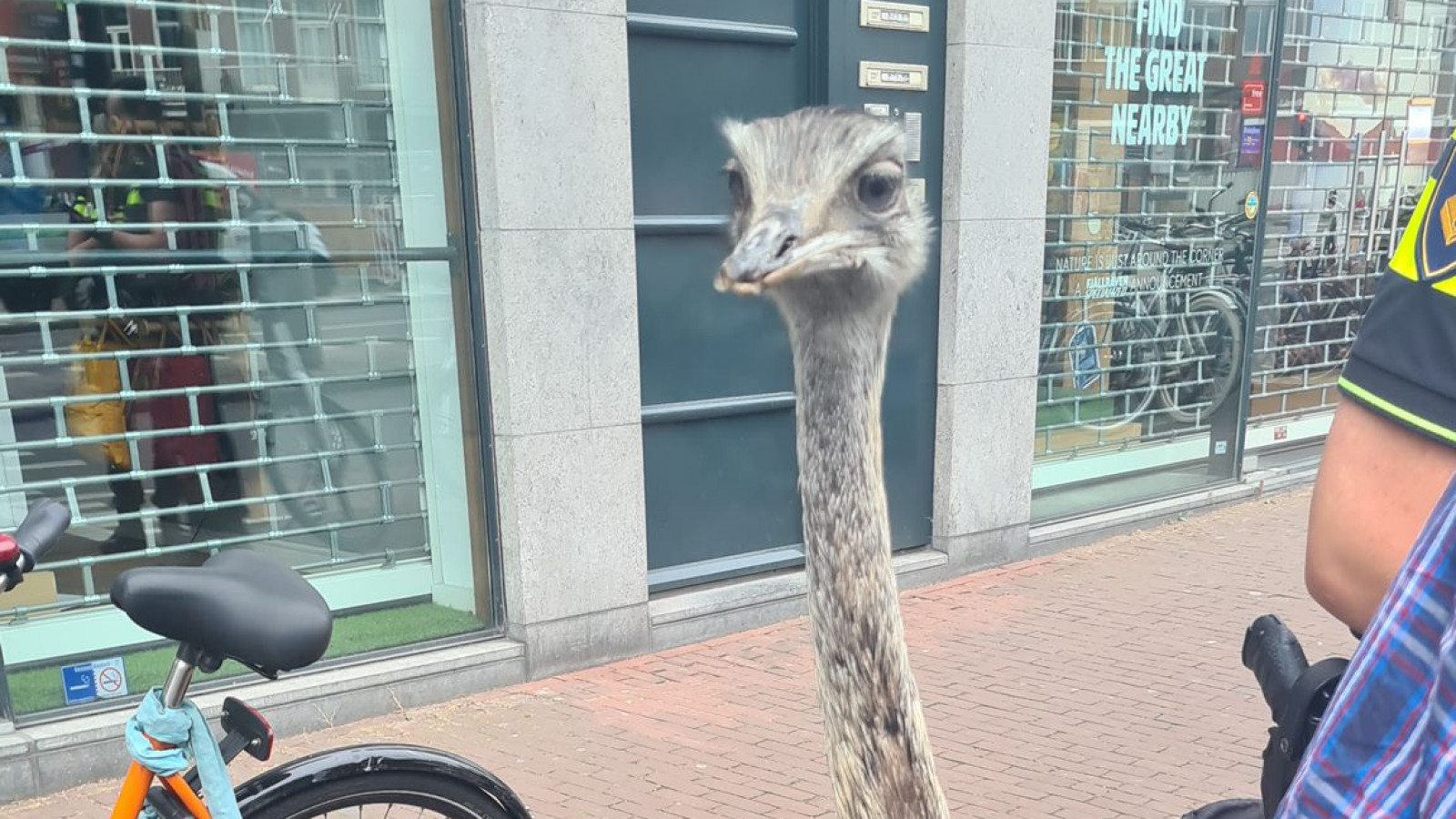 Nandoe op de Rozengracht