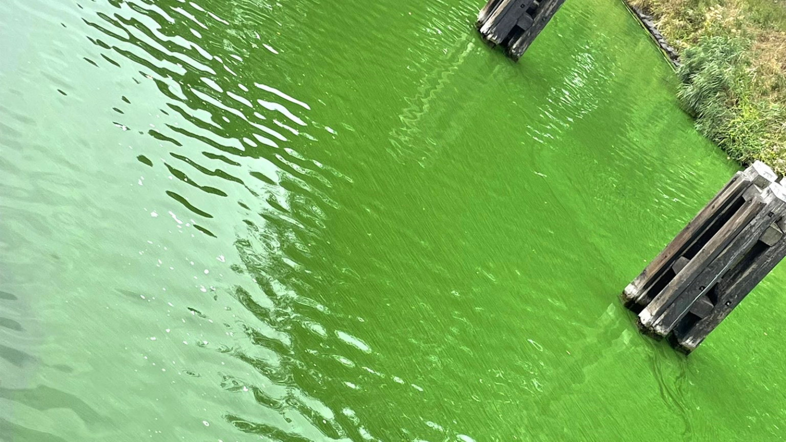 Purper schuif flauw Water in Noordhollandsch Kanaal kleurt groen - AT5