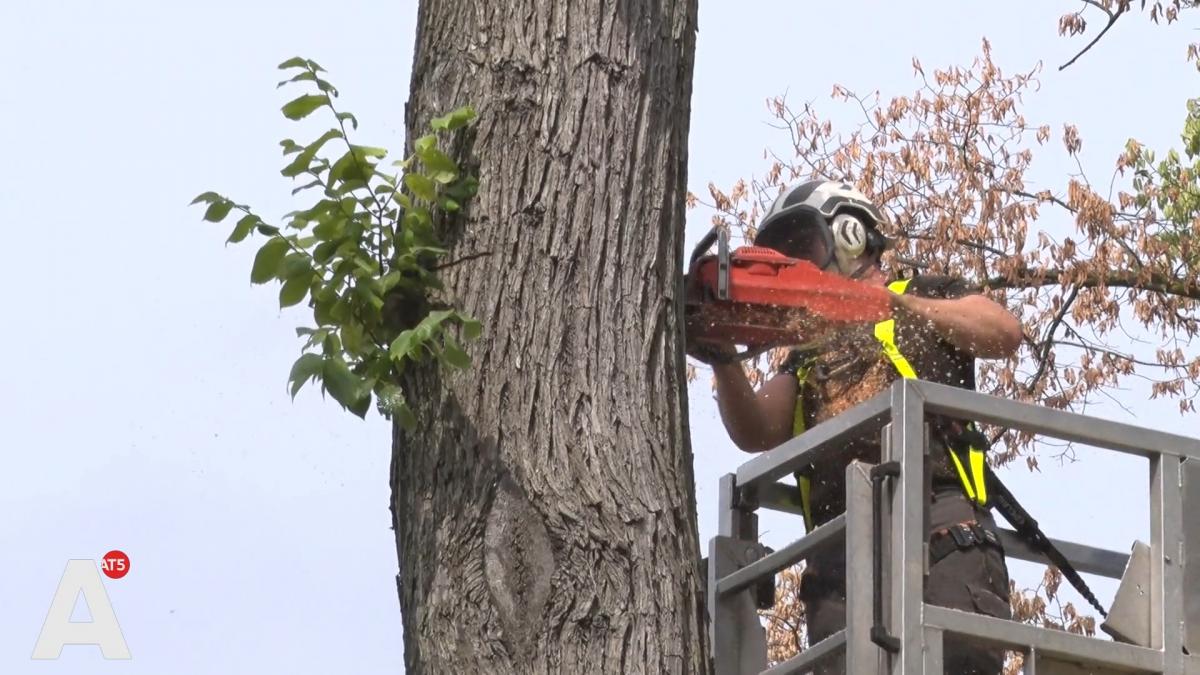 Verdriet bij bewoners Weesperzijde om kappen bomen: 