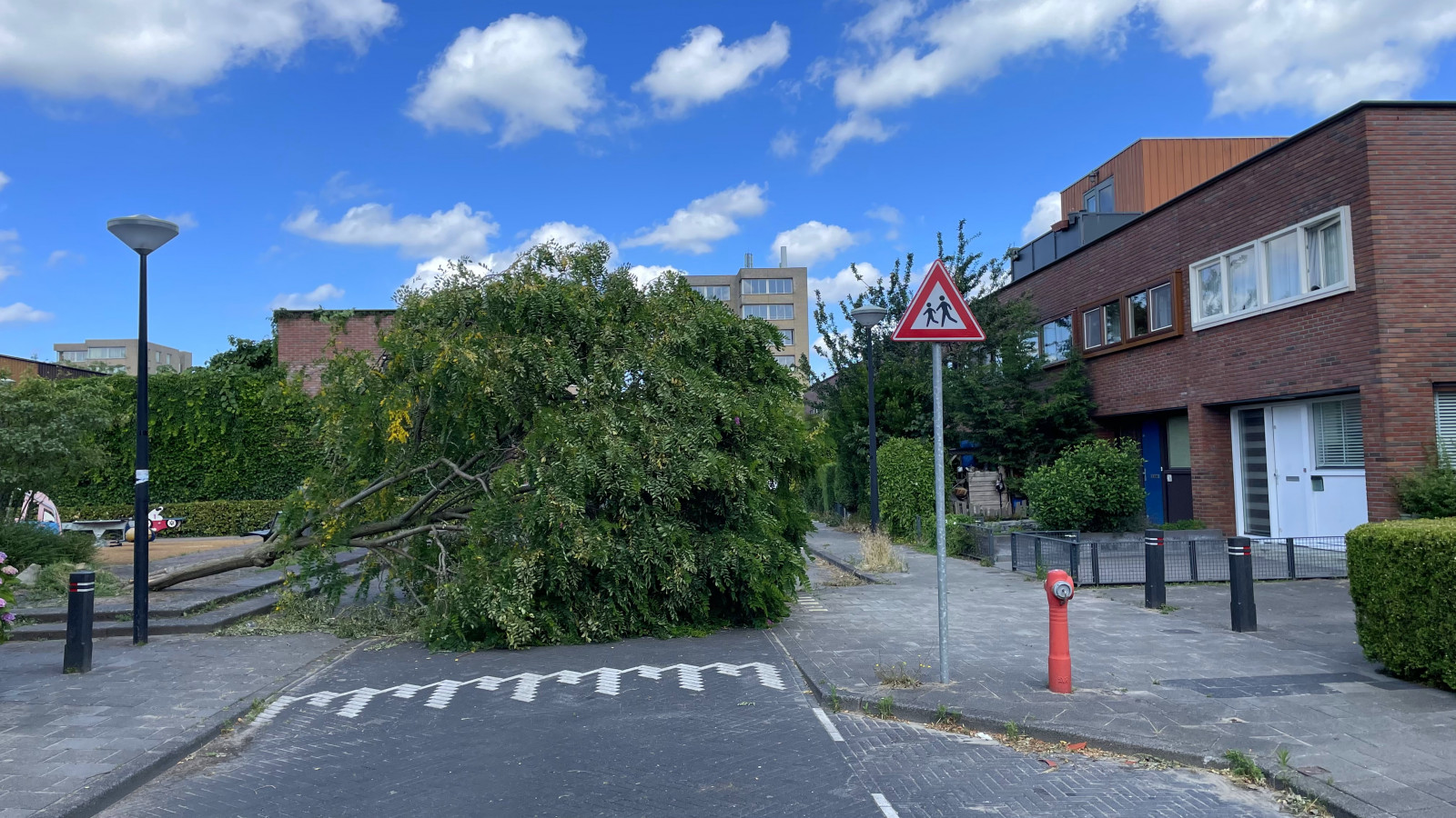 Boom blokkeert Bertha von Suttnerstraat