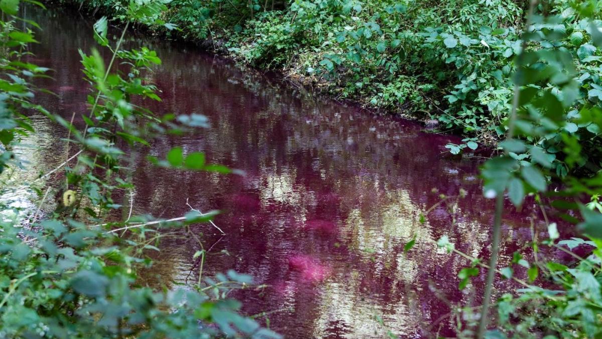 Sloot in Amsterdamse Bos kleurt roze vanwege bacterie