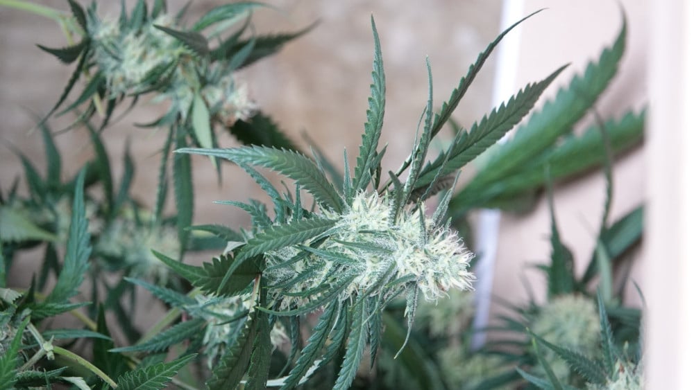 Politie vindt hennepkwekerij met 400 planten aan Karspeldreef, woning 3 maanden dicht