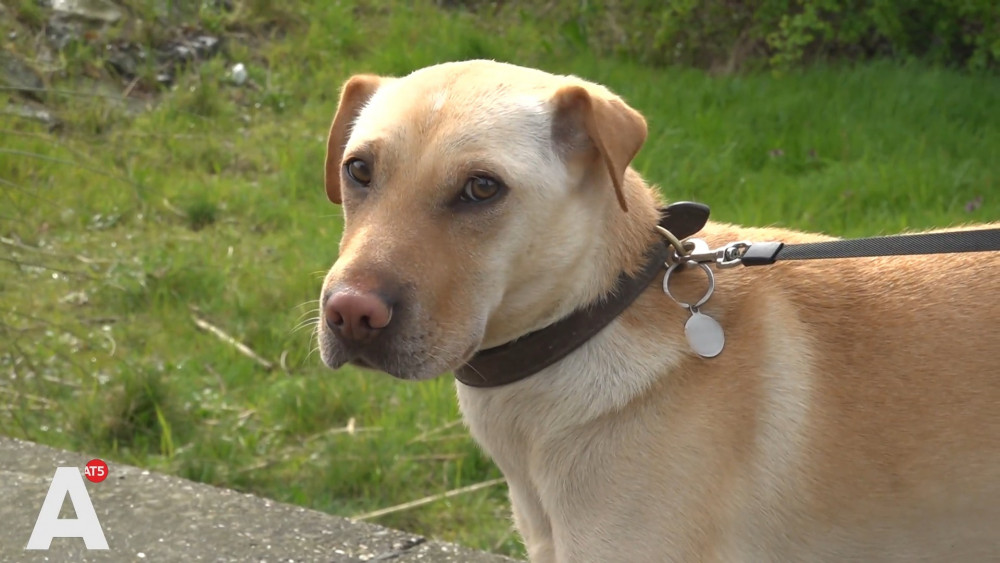 Hondenhater actief op IJburg, dit keer 'luxe traktatie' achtergelaten op Steigereiland