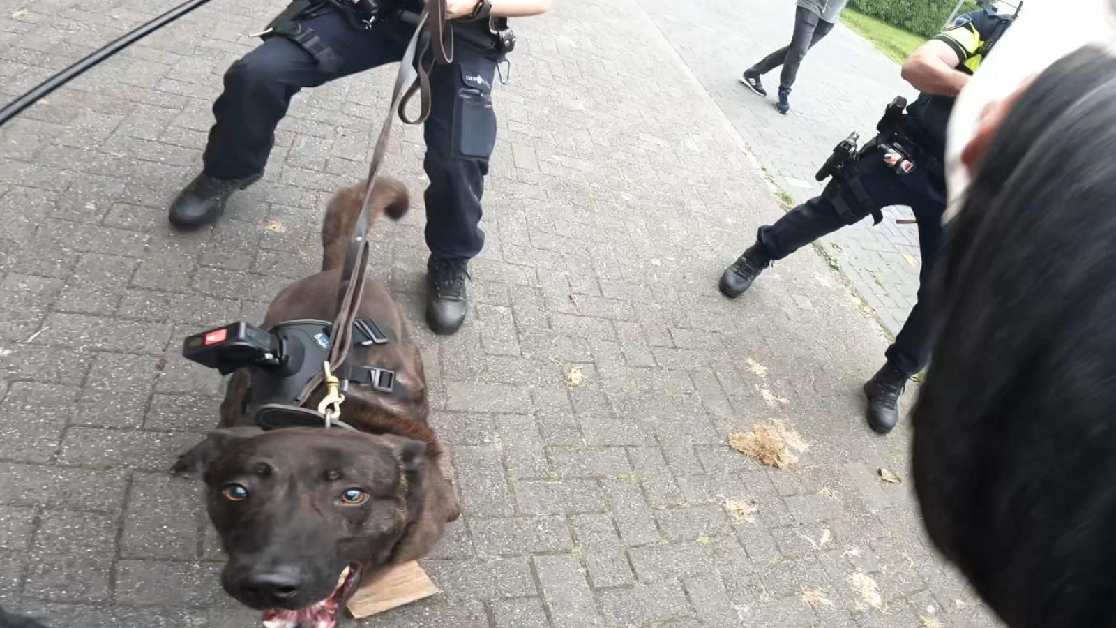 Een politiehond tijdens een oefening