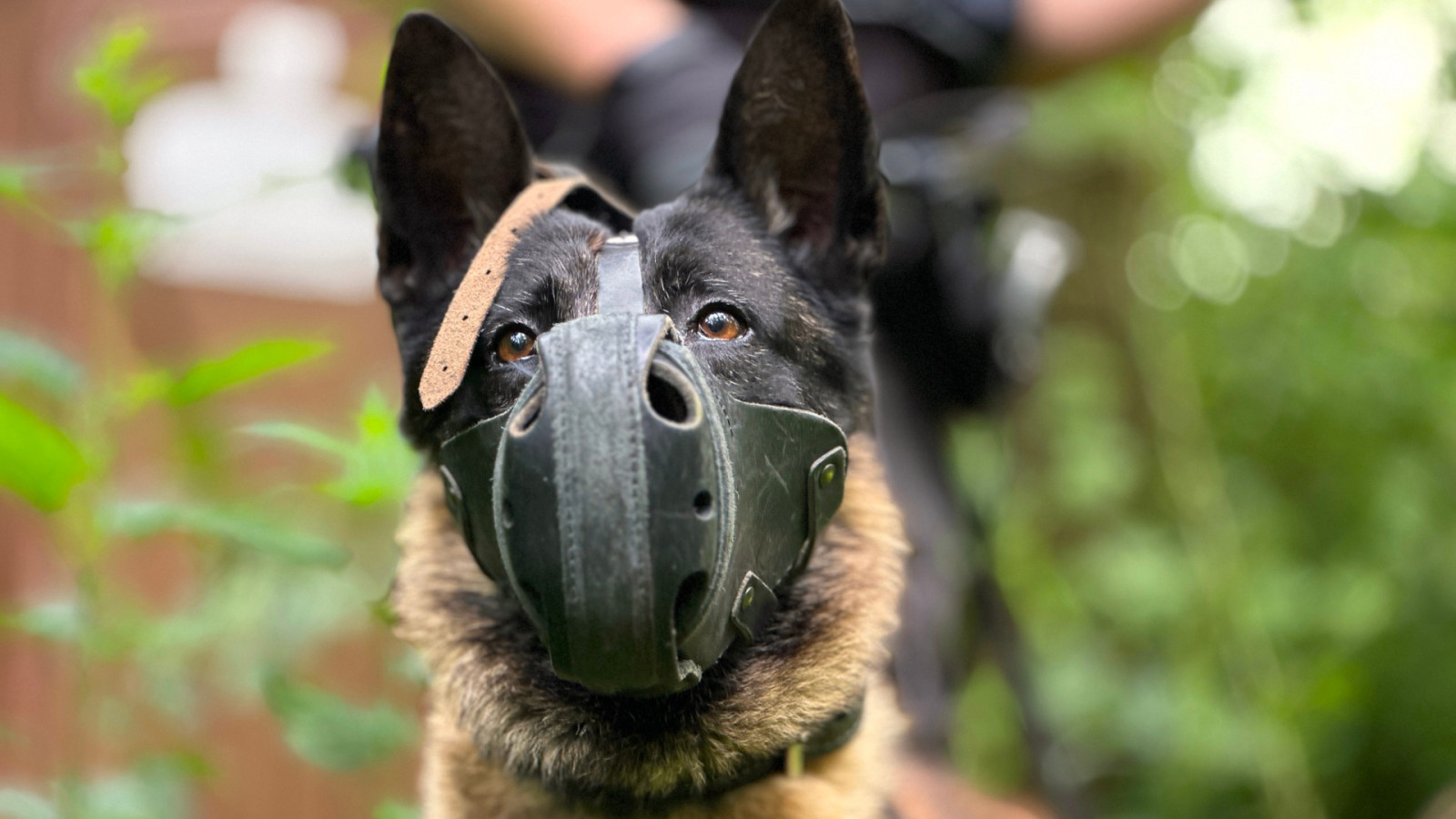 Een politiehond met muilkorf