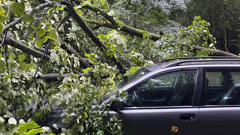 Aantal bomen omgewaaid door stormachtige wind, auto geraakt in Amsterdamse Bos