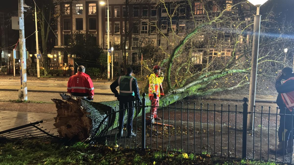 Boom omgevallen in Linnaeusstraat, storm zorgt niet voor grote ...