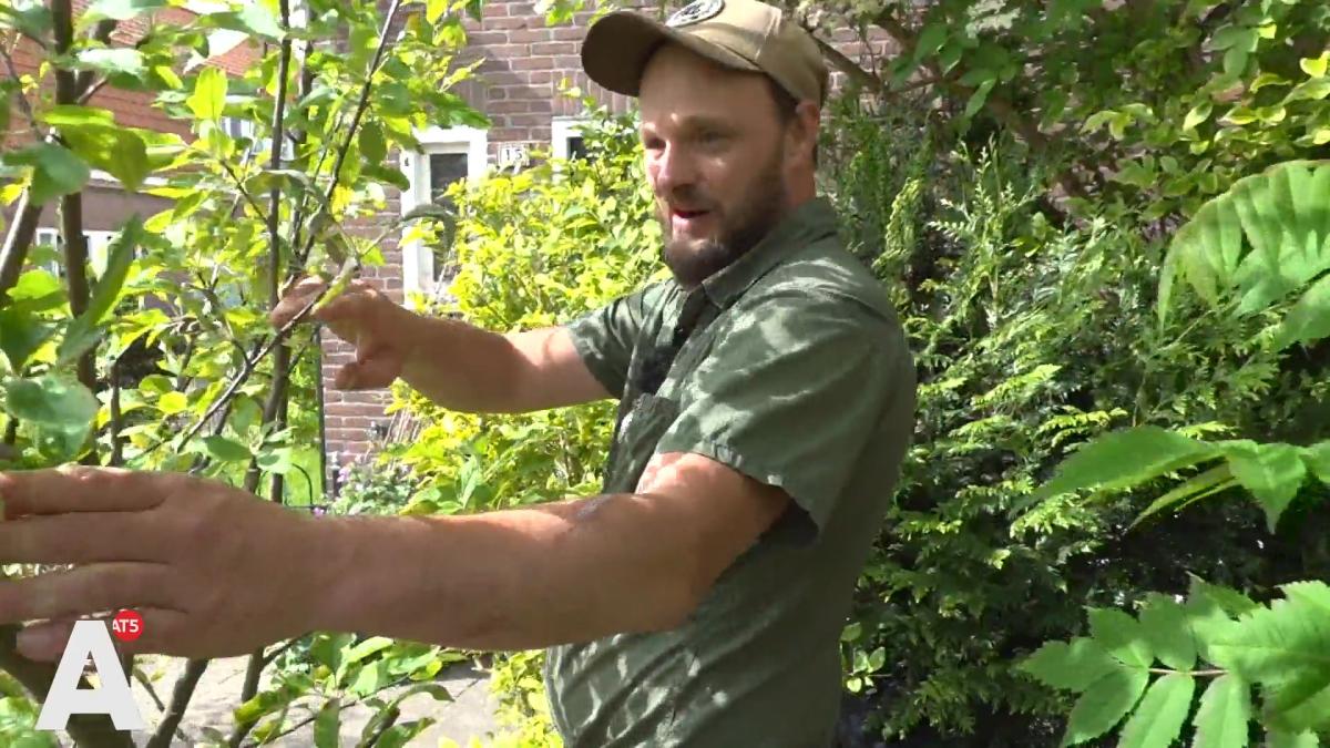 Ymere ontruimt door Rob bijgehouden tuin toch niet: 
