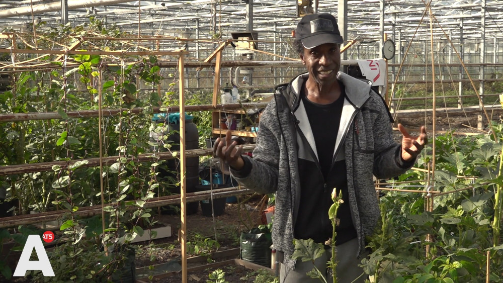 Tuinders kweken Surinaamse groenten in Osdorp: "Ik krijg energie hiervan"