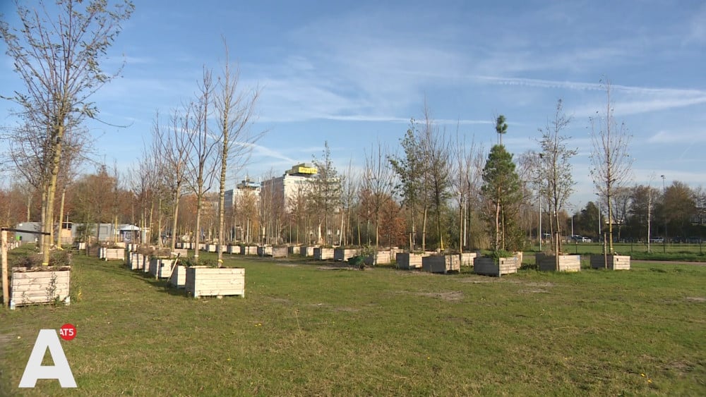 Duizenden bomen van het Ringfeest worden uitgedeeld en geplant: "Het is hard werken"