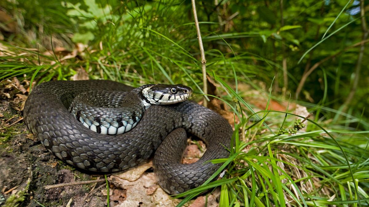 Ringslang beleeft topjaar in het Amsterdamse Bos