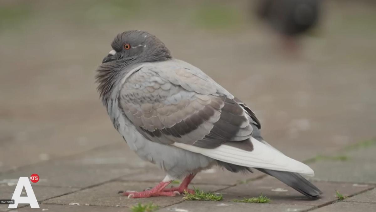 Partij voor de Dieren gaat de strijd aan met straatverlichting en wil ratten en duiven redden