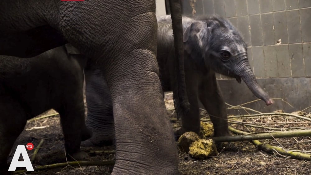 Nog een olifantje geboren in Artis, Mook Umh krijgt er een vriendinnetje bij