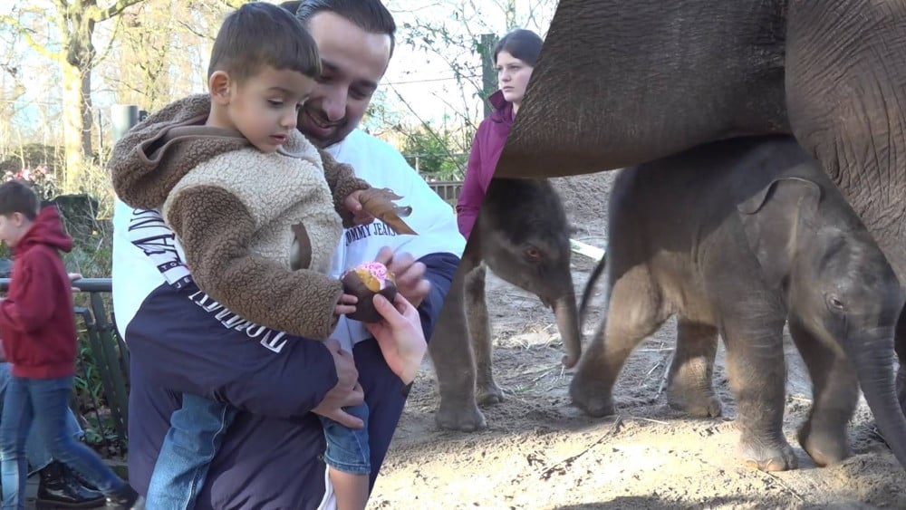 Babyolifantjes in Artis voor het eerst samen naar buiten: "Zo schattig, die haartjes!"
