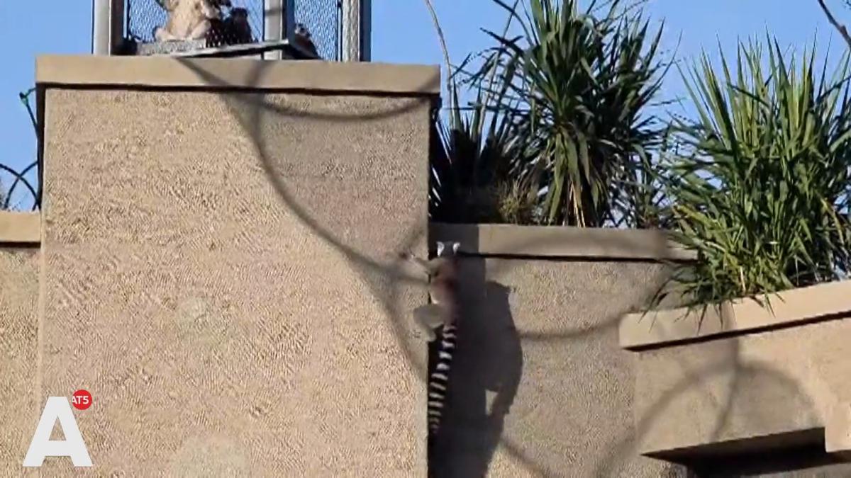 Ringstaartmaki’s wagen eerste avontuur en klimmen op dak van nieuw verblijf