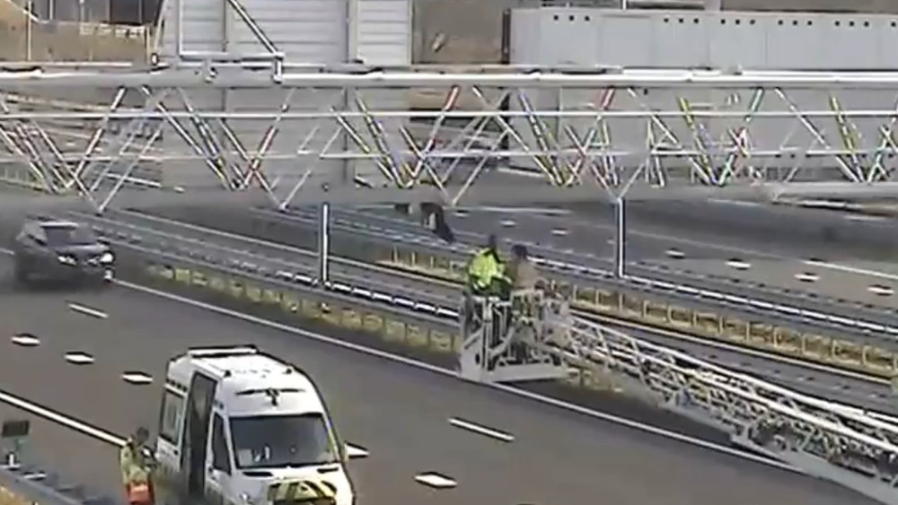 Gans hangt ondersteboven aan verkeersportaal op snelweg A9
