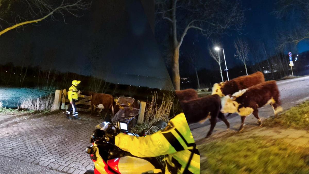 Kudde koeien neemt de benen in Geuzenveld