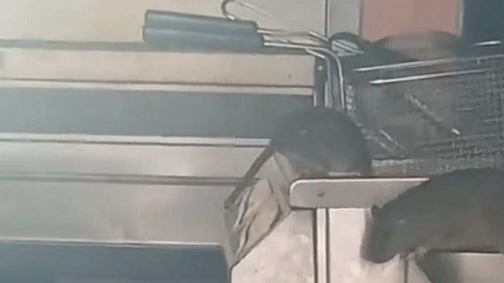 Voedselautoriteit sluit restaurant op Javastraat vanwege rattenplaag