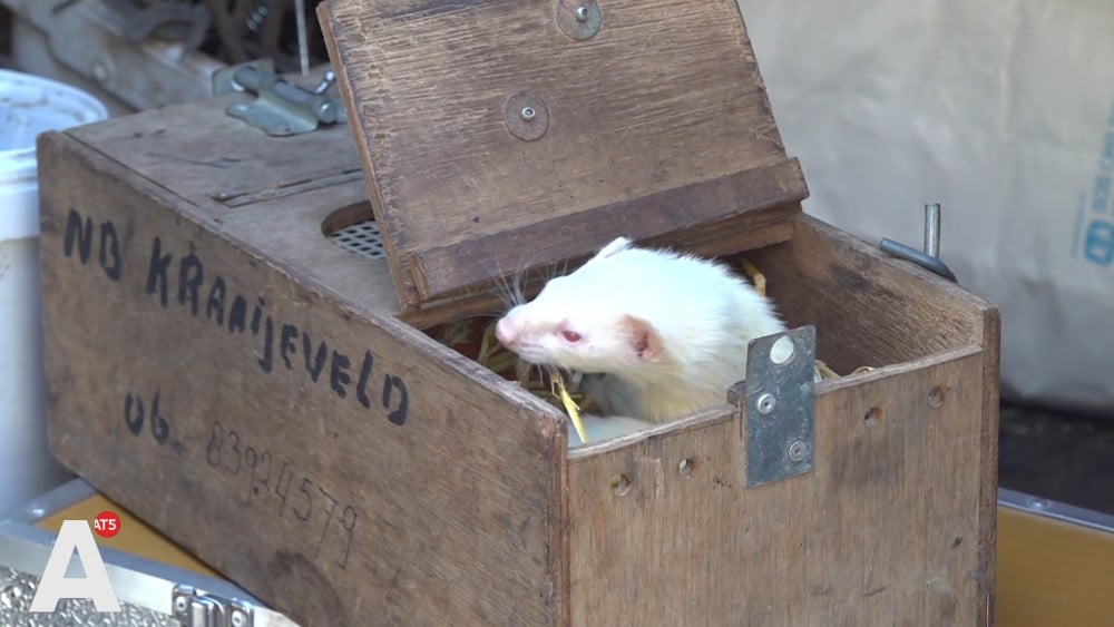 Zijn fretten de oplossing voor de rattenoverlast? "Het is diervriendelijker dan gif"