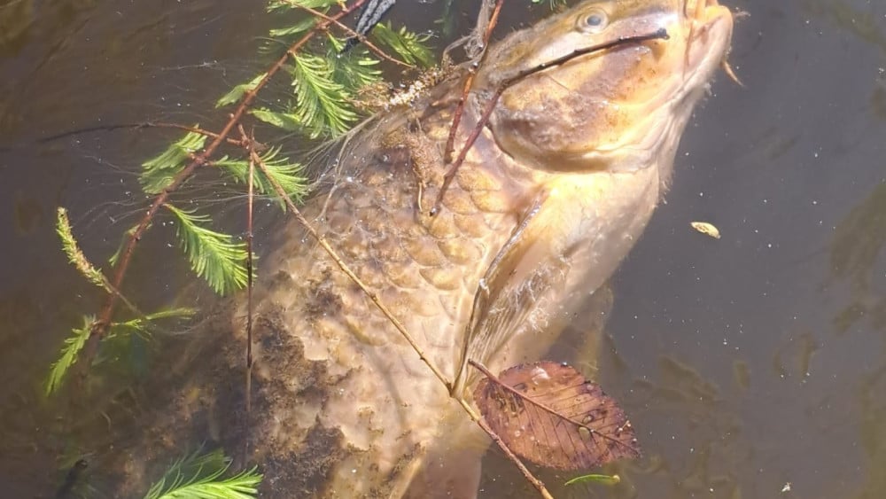 Vijver Oosterpark vol dode vissen, vermoedelijk door kapotte pomp