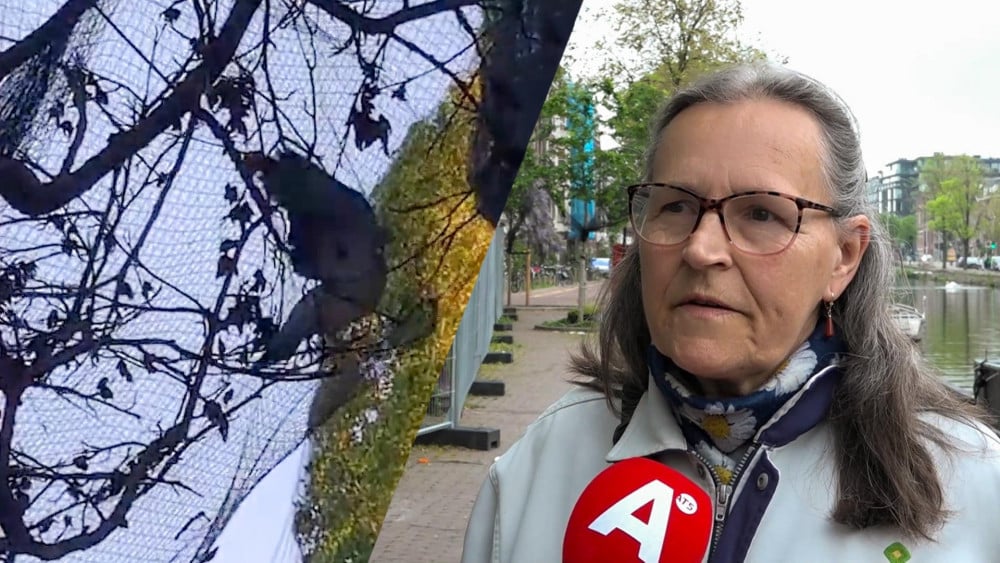 Vogels vast in netten bij Rijksmuseum: "Zielig en stressvol"