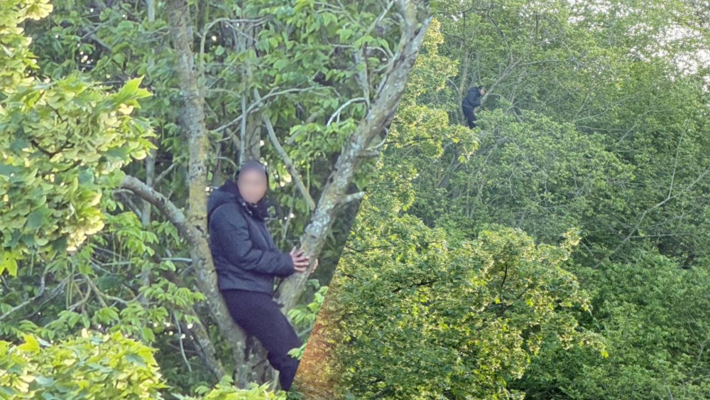 Niet kat, maar vrouw metershoog vast in boom na klim; brandweer rukt uit