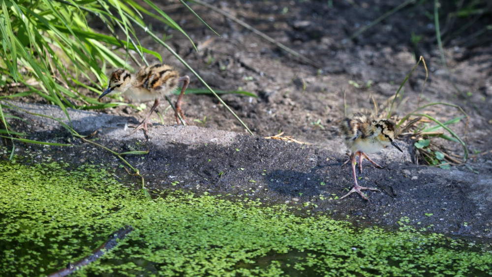 Tientallen in Nederland bedreigde weidevogels kruipen uit eieren in Artis: "Hoopvol beeld"