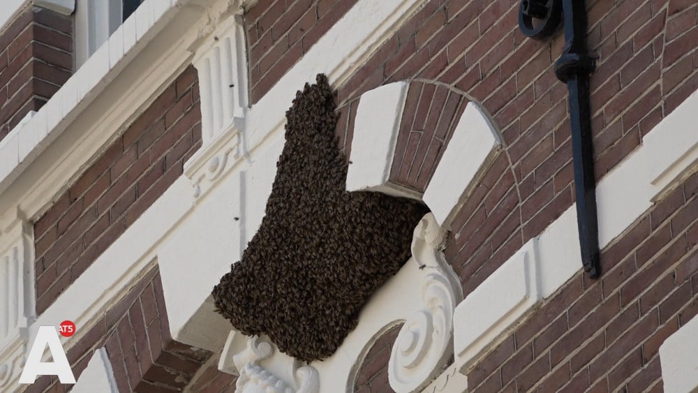 Bijenkolonie bezoekt universiteit: "Te gek, dat geloof je toch niet?"