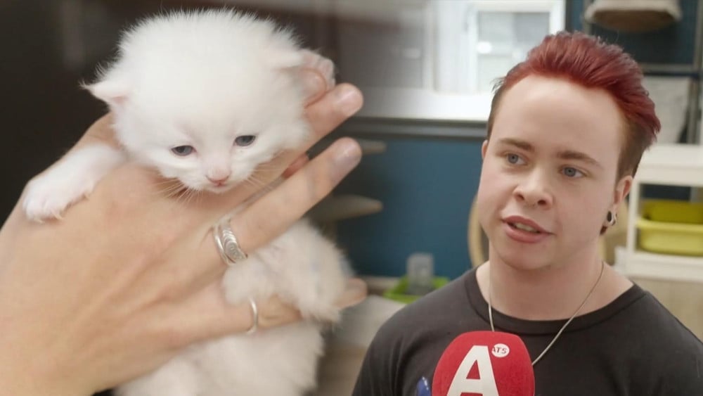 Opvang van zwerfkatten zit ramvol: "Het is dweilen met de kraan open"