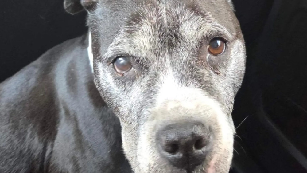 Man aangehouden voor mishandelen eigen hond