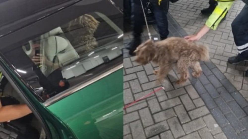 Politie redt hond uit veel te hete auto in parkeergarage: "Helaas was het weer zover"