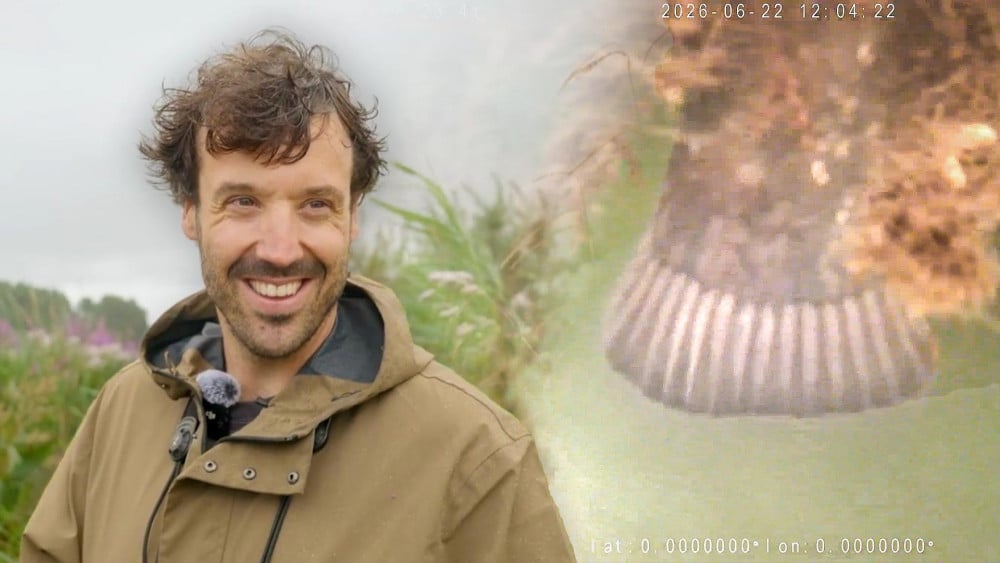 Na otter ook meerval gespot bij natuureilandjes langs A10: "Kunnen wel 2,5 meter worden"