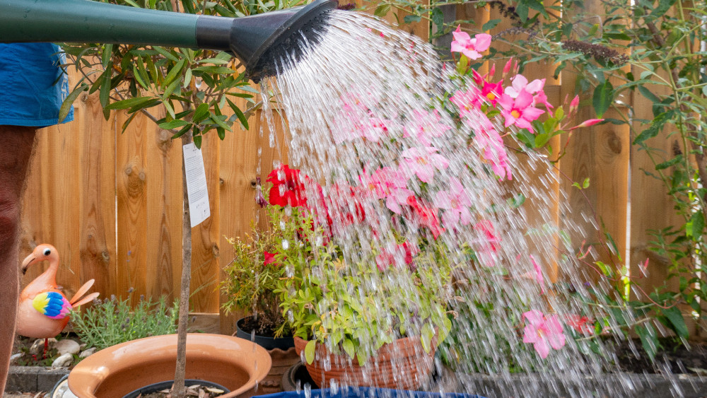 Waterschap stelt zeldzaam sproeiverbod in door aanhoudende droogte: "We vragen om begrip"