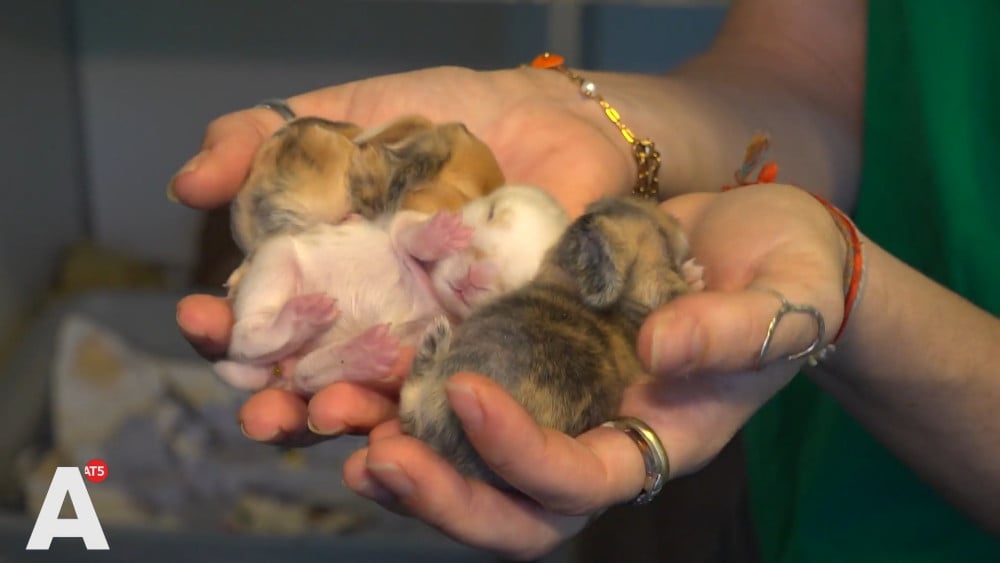 Dierenasiel DOA overspoeld met babykonijntjes: "Ooit gedacht aan een konijn? Dit is je teken"