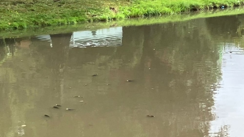 Rioolbuis in Noord knapt: vieze lucht, grijs water en dode vissen