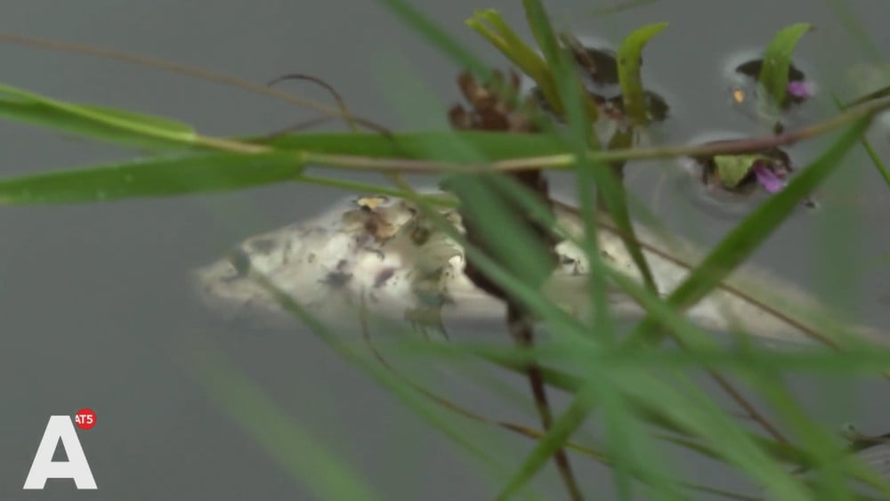 Water in Noord vol dode vissen na rioolbreuk: "Dit is intriest"