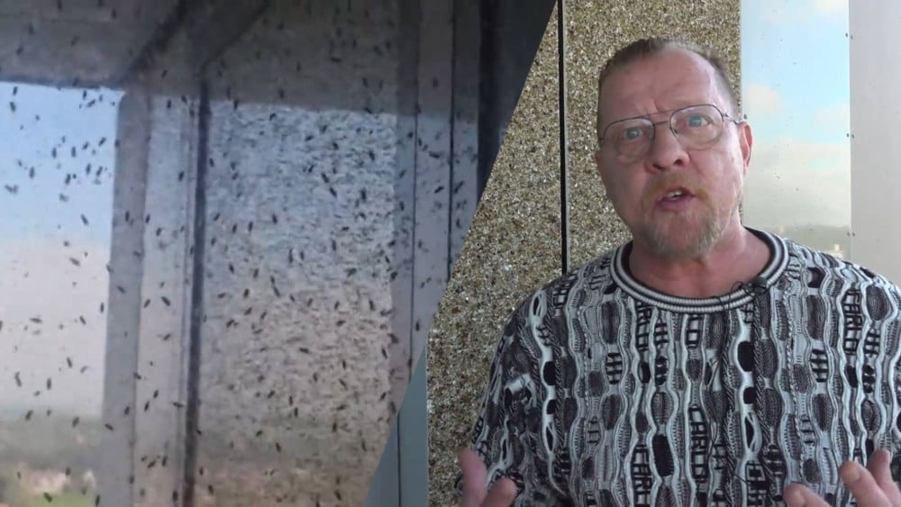Bizarre vliegenplaag in seniorenflat Noord: "Ik word er mesjogge van"